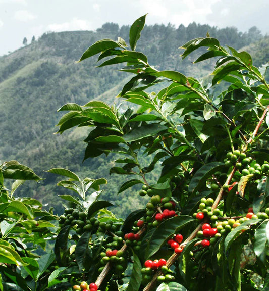 Ethiopia Yirg (Washed)