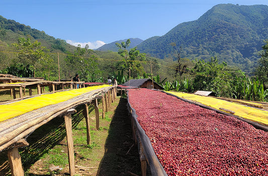 Ethiopia Sidama Ardi (Natural)